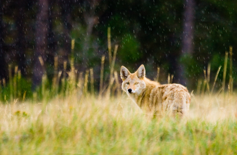 Coyote In Rain